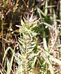 Leucadendron macowanii