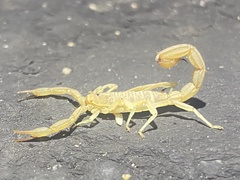 Paravaejovis confusus