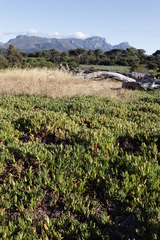 Carpobrotus edulis edulis