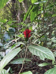 Acanthoideae