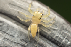 Epocilla