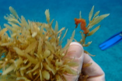 Hippocampus reidi