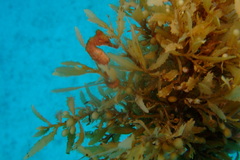 Hippocampus reidi