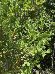 Azara integrifolia