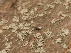 Oxycarenus lavaterae