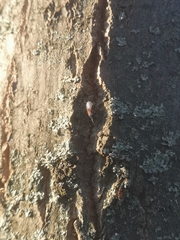 Oxycarenus lavaterae