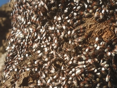 Oxycarenus lavaterae