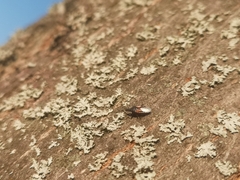 Oxycarenus lavaterae