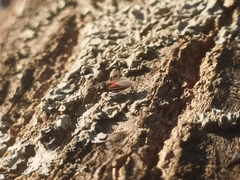 Oxycarenus lavaterae