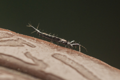 Phlaeothripidae
