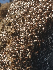 Oxycarenus lavaterae