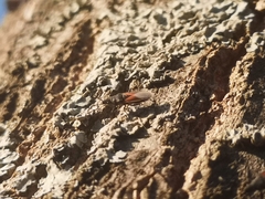 Oxycarenus lavaterae