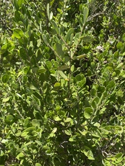 Azara dentata