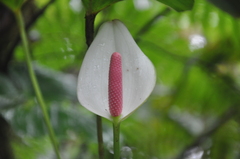 Anthurium sapense
