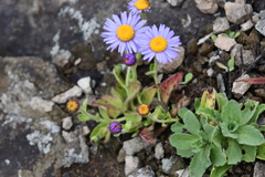 Aster spathulifolius