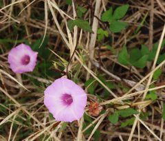 Ipomoea cordatotriloba