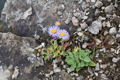 Aster spathulifolius