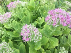 Hylotelephium spectabile