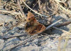 Junonia nigrosuffusa