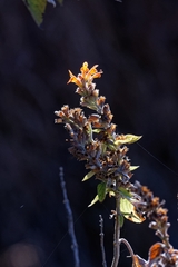 Colquhounia coccinea