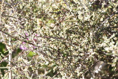 Aspalathus hispida hispida