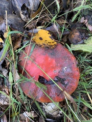 Russula cremoricolor