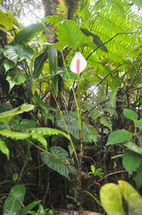 Anthurium sapense
