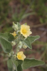 Image of Sida cordifolia