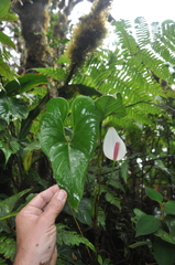 Anthurium sapense