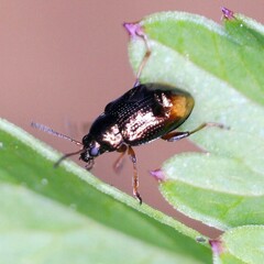 Hippuriphila modeeri