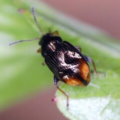 Hippuriphila modeeri