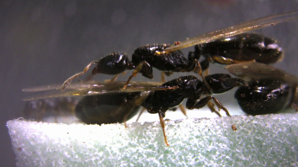 Gauromyrmex acanthinus