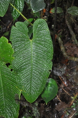 Image of Anthurium corrugatum