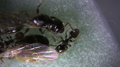 Gauromyrmex