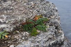 Potentilla chinensis
