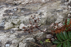 Potentilla chinensis