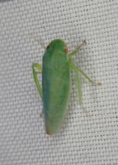 Iassinae