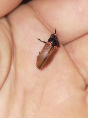 Castiarina rufipennis