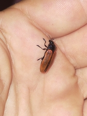 Castiarina rufipennis