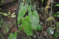 Anthurium corrugatum