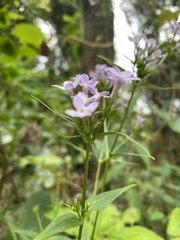 Conostomium natalense