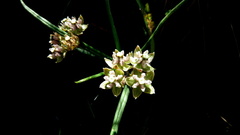 Asclepias cucullata