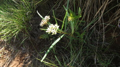 Asclepias cucullata