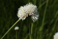 Cyperus ascocapensis