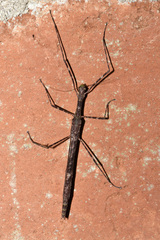 Pseudophasmatidae