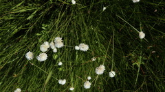 Cyperus ascocapensis