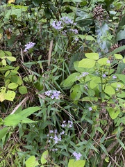 Conostomium natalense