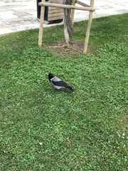 Corvus cornix