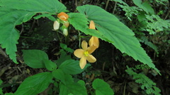 Begonia sutherlandii