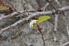 Crataegus maximowiczii